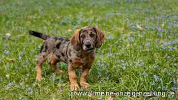 Seltene Fellfarben beim Hund: Warum der Trend riskant ist