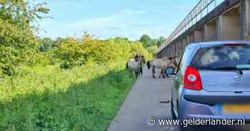 Geen smoesje: sorry dat ik te laat ben, er stonden weer allemaal paarden op de weg