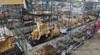 Rescatados cerca de 400 gatos en Vietnam de una red de comercialización de carne animal