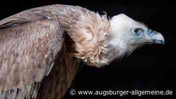 Tragischer Tod eines seltenen Gänsegeiers im Unterallgäu