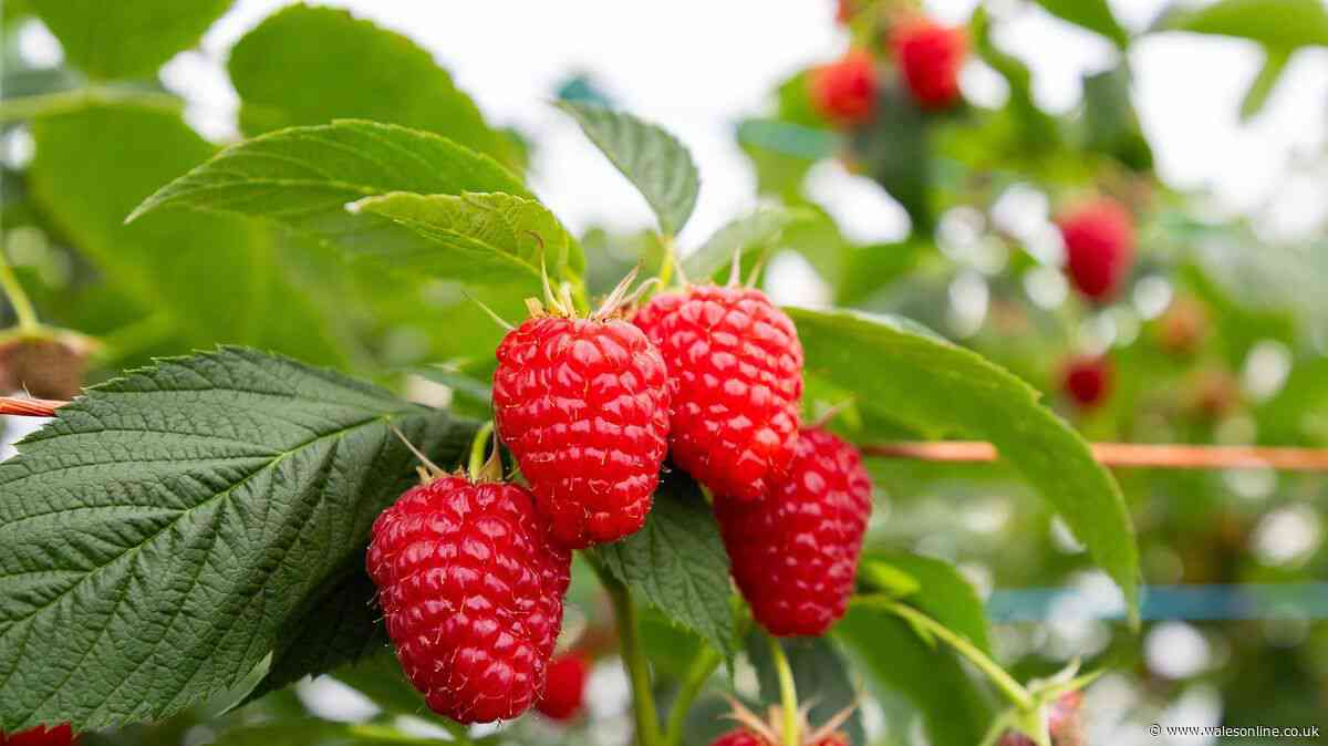 Growers issue new update for shoppers buying raspberries in the UK in 2026