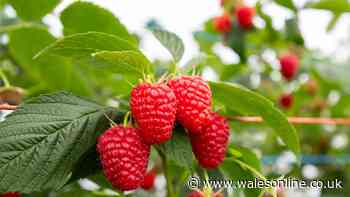 Growers issue new update for shoppers buying raspberries in the UK in 2026