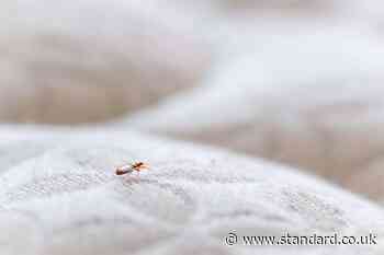 West London resident slept in kitchen with 'thick socks' during bed bug infestation