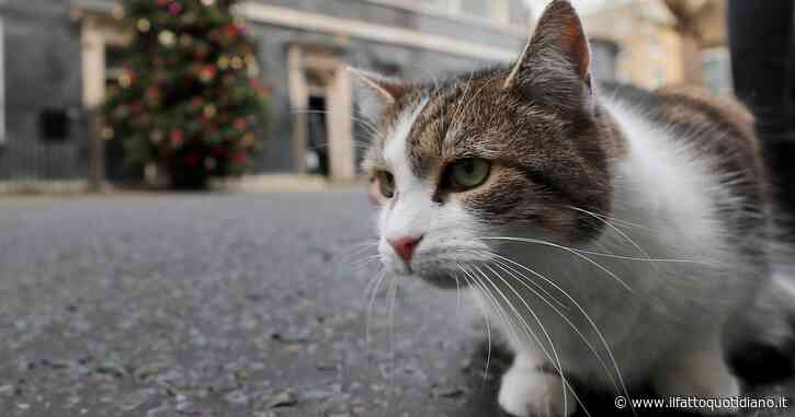 Un gatto aggredisce cinque persone e un cucciolo, dopo viene trovato morto: poi la clamorosa scoperta che cambia tutto