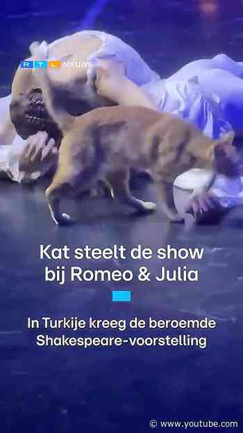 Kat steelt de show bij Romeo & Julia | RTL Nieuws