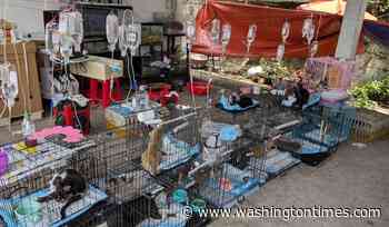 Vietnam's cat meat trade exposed: Hundreds stolen, slaughtered -- and now rescued