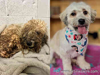 New Jersey Rescue Pup Named America's Top Shelter Dog Makeover in Contest Supporting Dog Adoption