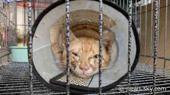 Hundreds of cats stolen for meat rescued in Vietnam