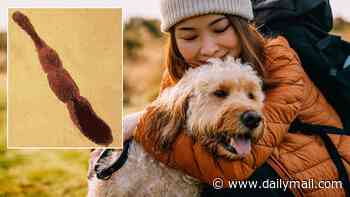 Deadly tapeworms causing cancer-like tumors in humans and pets spreading across US