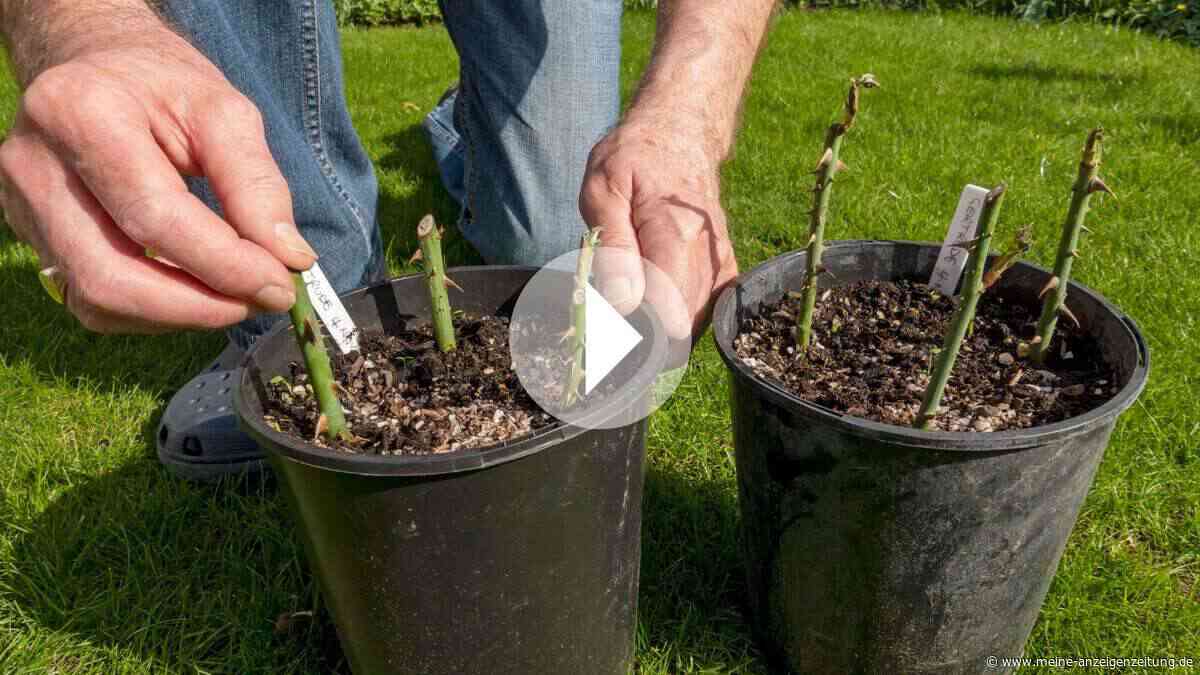 Rosenstecklinge wurzeln nicht? Dieses Hausmittel aus der Küche hilft sofort