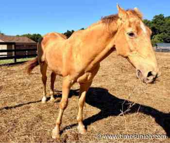 13 horses displaced from Brooklyn need sponsors
