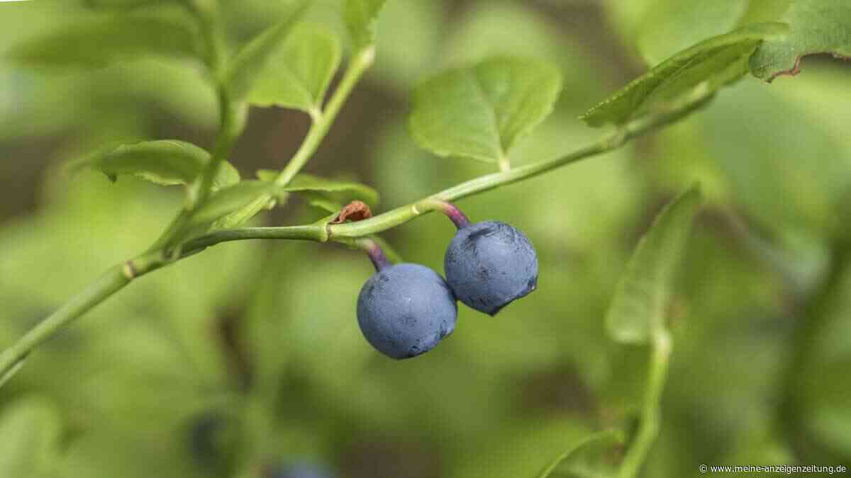 Endlich die einfache Antwort auf: Sind Heidelbeeren und Blaubeeren das Gleiche?