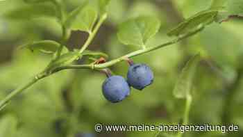 Endlich die einfache Antwort auf: Sind Heidelbeeren und Blaubeeren das Gleiche?