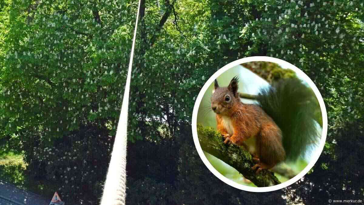„Am Hollberg werden oft Eichhörnchen überfahren“: Debatte über „Brücke“ für Tiere
