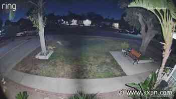 Watch: Mama cat named 'Puffy Girl' fights off coyote outside California home