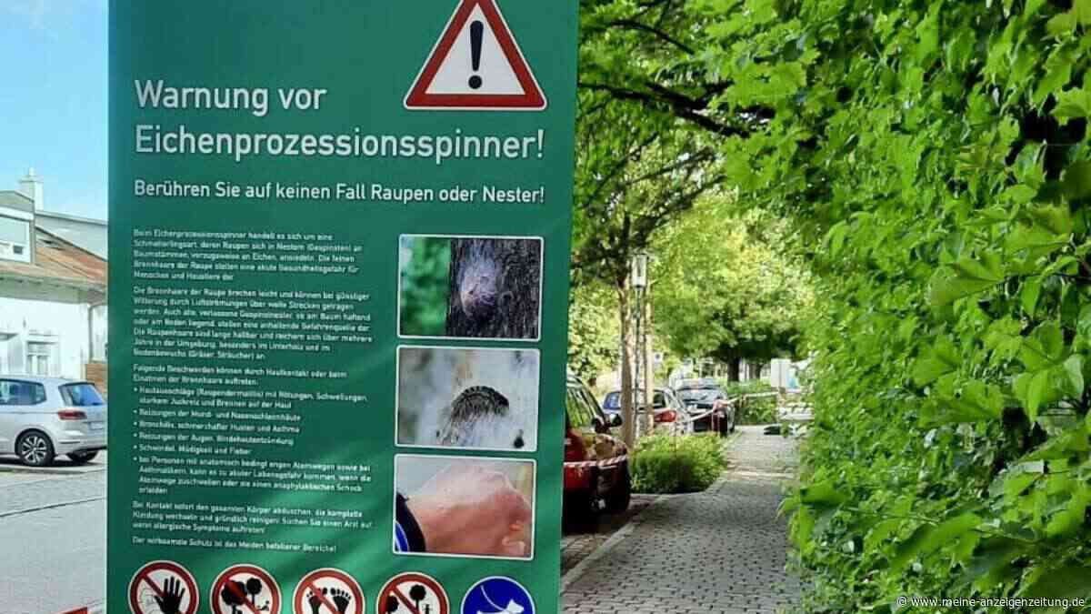 Eichenprozessionsspinner in Neufahrn: Bolzplatz und Kindergarten gesperrt