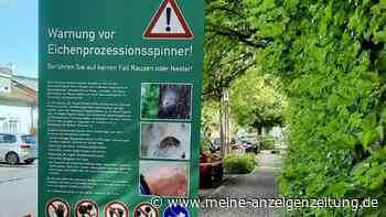 Eichenprozessionsspinner in Neufahrn: Bolzplatz und Kindergarten gesperrt