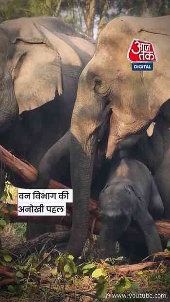 Garhwa का अनोखा मॉडल: जंगल में पानी-भोजन मिला तो गांव आना कम हुए हाथी #jharkhand #shortsvideo