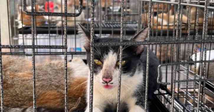 More than 400 cats saved from being eaten after raid on meat cages in Vietnam