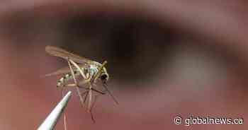 Mosquito study extends to North Shore this summer