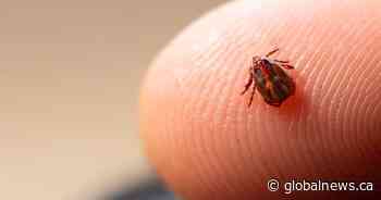 New Brunswickers can now track tick hot spots across province