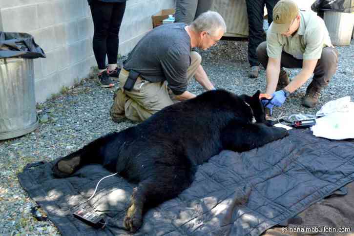 North Island Wildlife Recovery Centre releases 5 black bears