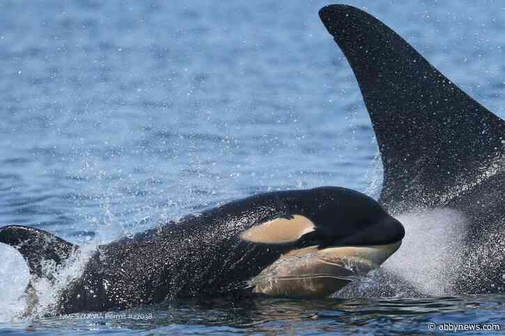 ‘Reason for hope’: Newborn calf spotted cruising with B.C.’s endangered orcas
