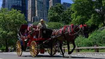 Real reason Central Park horse collapsed and died revealed... and it's not because animal was overworked