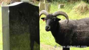 Flock of sheep brought in to tidy up graveyard are 'ramming and headbutting' mourners - but families are told the woolly creatures are 'tame' and should 'stand still and clap your hands' if they are bothering them