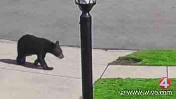 Black bear spotted in West Seneca neighborhood
