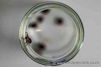 California resident becomes just the fourth person in the world to become infected with tick-borne illness, officials say