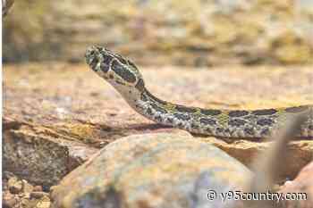 Wyoming Highway Patrol Helps Motorist With SSSlithering Hitchhiker