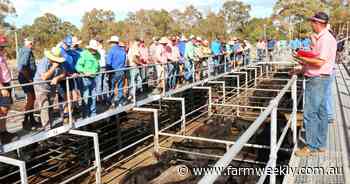 'Incredibly strong': WA cattle prices reach levels not seen since 2022