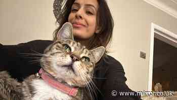 'My beloved cat was plucked from our neighbour's garden - three days later she was found dead'