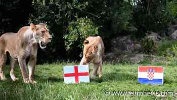 UK lions predict England's World Cup fate