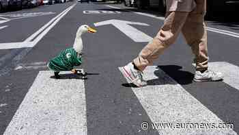 Meet Merlin: The duck that became the World Cup's viral mascot
