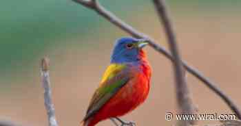 City of Raleigh addresses concerns about painted bunting birds at Dix Park