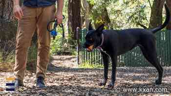 Hot pavement, heat stroke: Protecting pets this summer