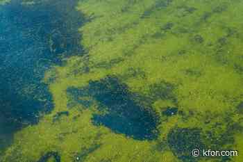 Did the Reflecting Pool remodel cause the bright green algae bloom?