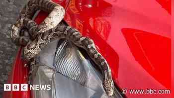 Snake takes surprise trip to seaside in car engine