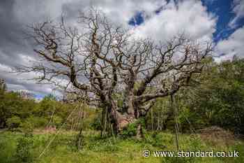 Robin Hood’s Major Oak in Sherwood Forest has died, experts say