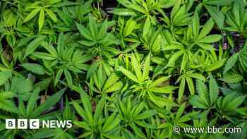 Eight charged after police recover more than £1.3m of cannabis