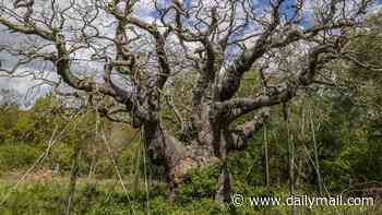 Has Robin Hood's 1,000-year-old Major Oak died? Ancient tree that sheltered heroic outlaw's merry men is leafless