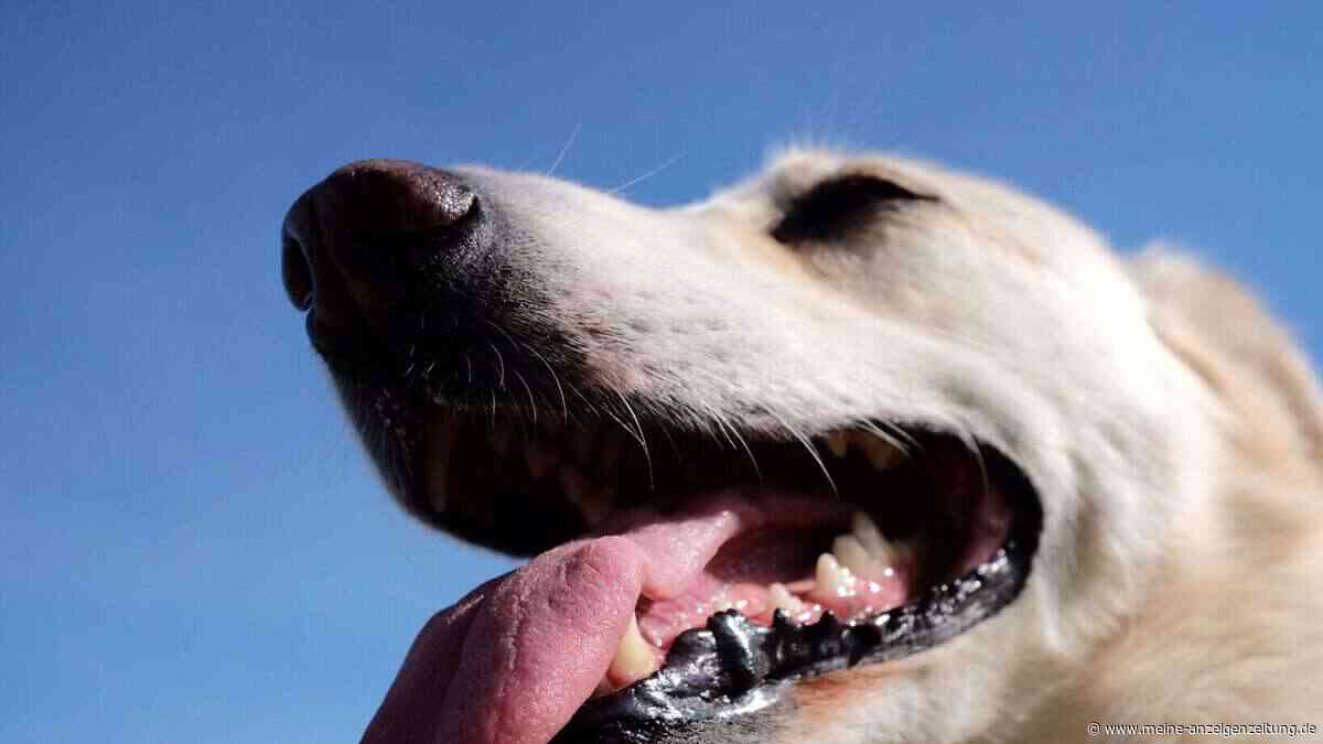 So kommen Hunde gut durch heiße Tage