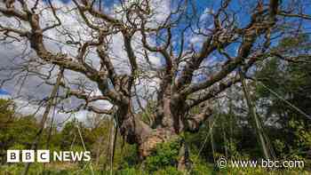 Ancient 'Robin Hood' tree is dead, experts say