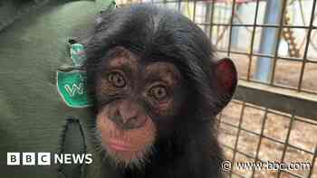 Mystic chimp backs England to beat Croatia