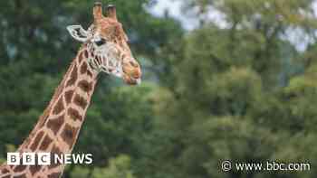 Park pays tribute to 'gentle' giraffe after death at 23