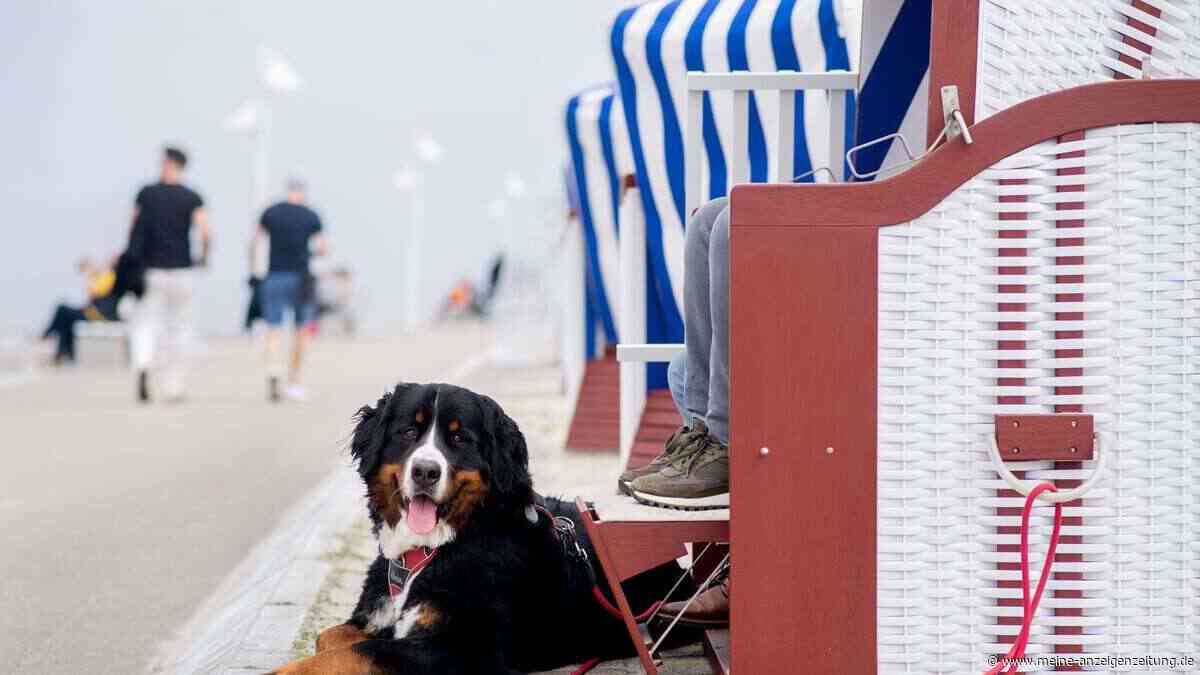 Sommerurlaub mit Hechel-Begleitung: Worauf es ankommt