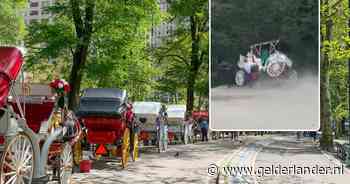 Paard slaat op hol in Central Park in New York, 18-jarige toerist komt om