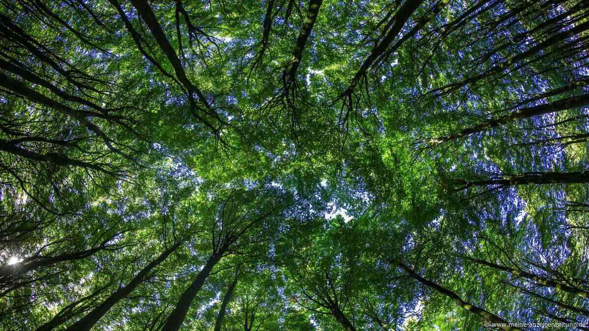 Waldinvestment oder Klimafonds? Nachhaltig Geld anlegen